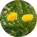 Dandelion root ingredient in Bloom and Balance Bust Bloom product