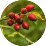 Rosehips ingredient in Bloom and Balance Bust Bloom product