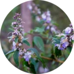 Vitex or Chaste Tree Berry ingredient in Bloom and Balance Bust Bloom product