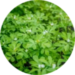Fenugreek seed ingredient in Bloom and Balance Bust Bloom product
